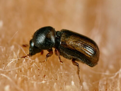 Striped ambrosia beetle photo 4