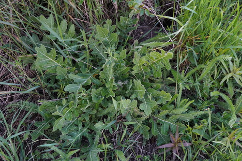 Image of Rapistrum perenne by (c) Patrick Hacker, some rights reserved (CC BY)