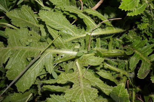 Image of Rapistrum perenne by (c) Patrick Hacker, some rights reserved (CC BY)