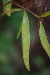 Microgramma lycopodioides