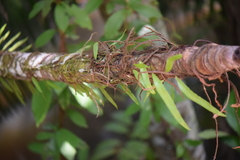 Microgramma lycopodioides