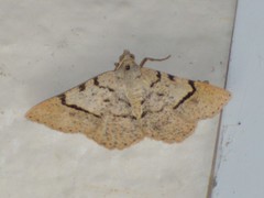 Frederickia flaviterminata