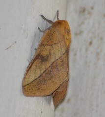 Syssphinx blanchardi