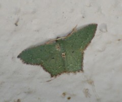 Chloropteryx nordicaria
