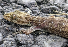 Stejneger's Leaftoed Gecko photo 3