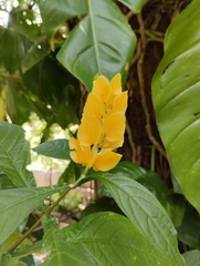 Pachystachys lutea image