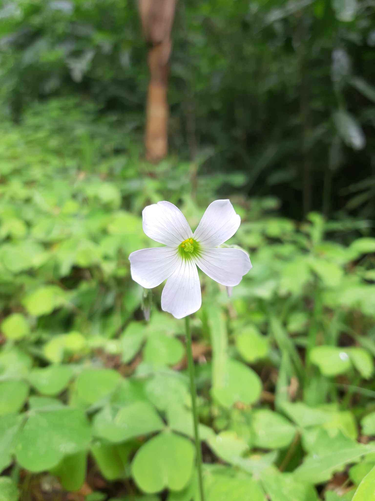 Oxalis linarantha