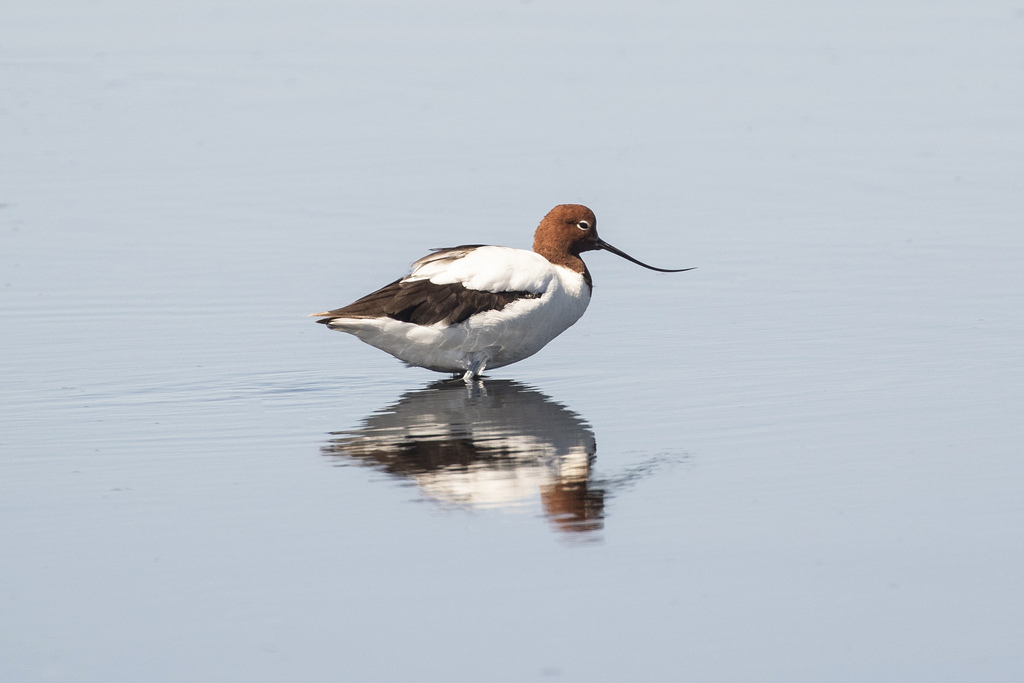 Red-necked Avocet from Kinghorne NSW 2540, Australia on December 26 ...