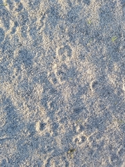 Dipodomys deserti
