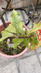 Prunus salicina