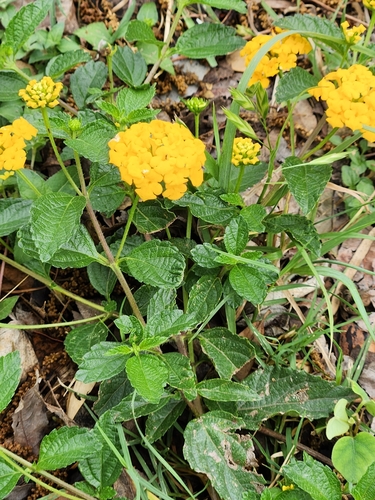Lantana polyacantha