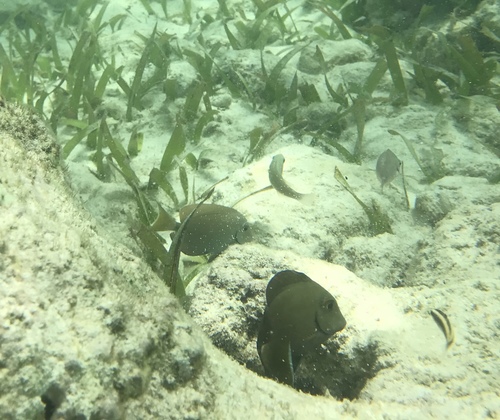 Acanthurus tractus