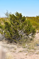 Larrea tridentata
