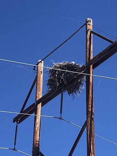 Bald Eagle photographed in New Mexico