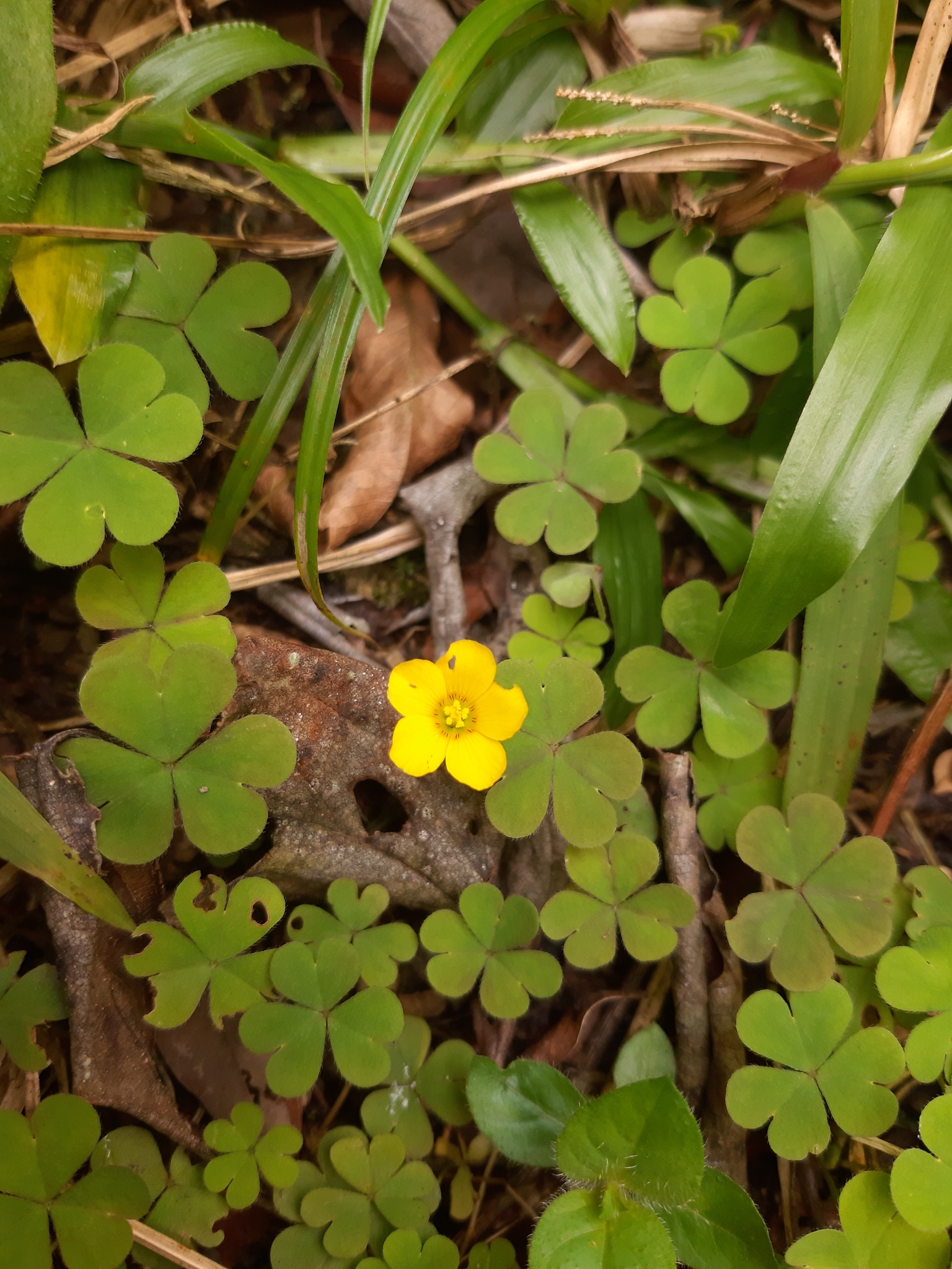 Oxalis tenerrima