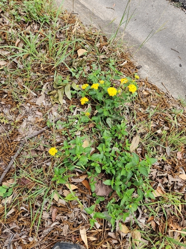 Lantana × polyacantha, photograph 1