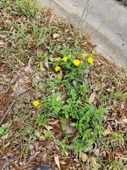 Lantana × polyacantha, photograph Jo Roberts, CC BY, iNaturalist via GBIF