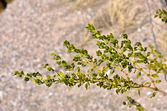 Larrea tridentata