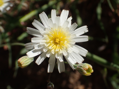Image of Malacothrix floccifera by no rights reserved
