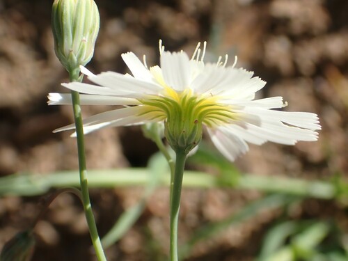 Image of Malacothrix floccifera by no rights reserved
