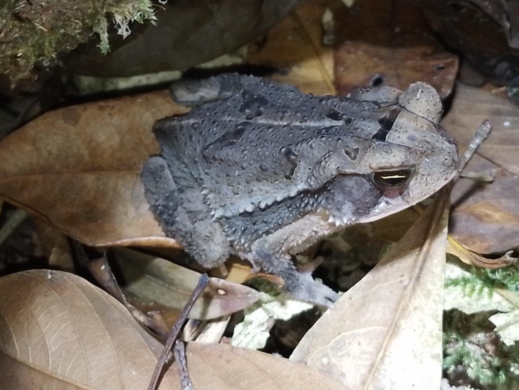 Central American Gulf Coast Toad from Dulce Nombre de Culmí, Honduras