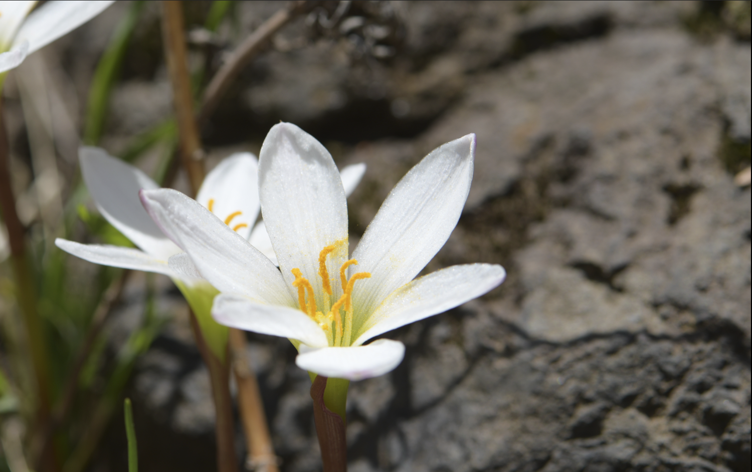 Image of Zephyranthes minuta by (c) Diana Fuentes, some rights reserved (CC BY-SA)
