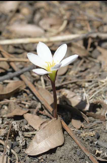 Image of Zephyranthes minuta by (c) Diana Fuentes, some rights reserved (CC BY-SA)