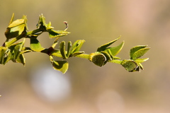 Larrea tridentata