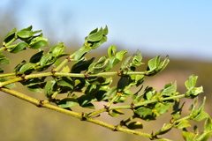 Larrea tridentata