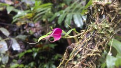 Brachionidium ingramii