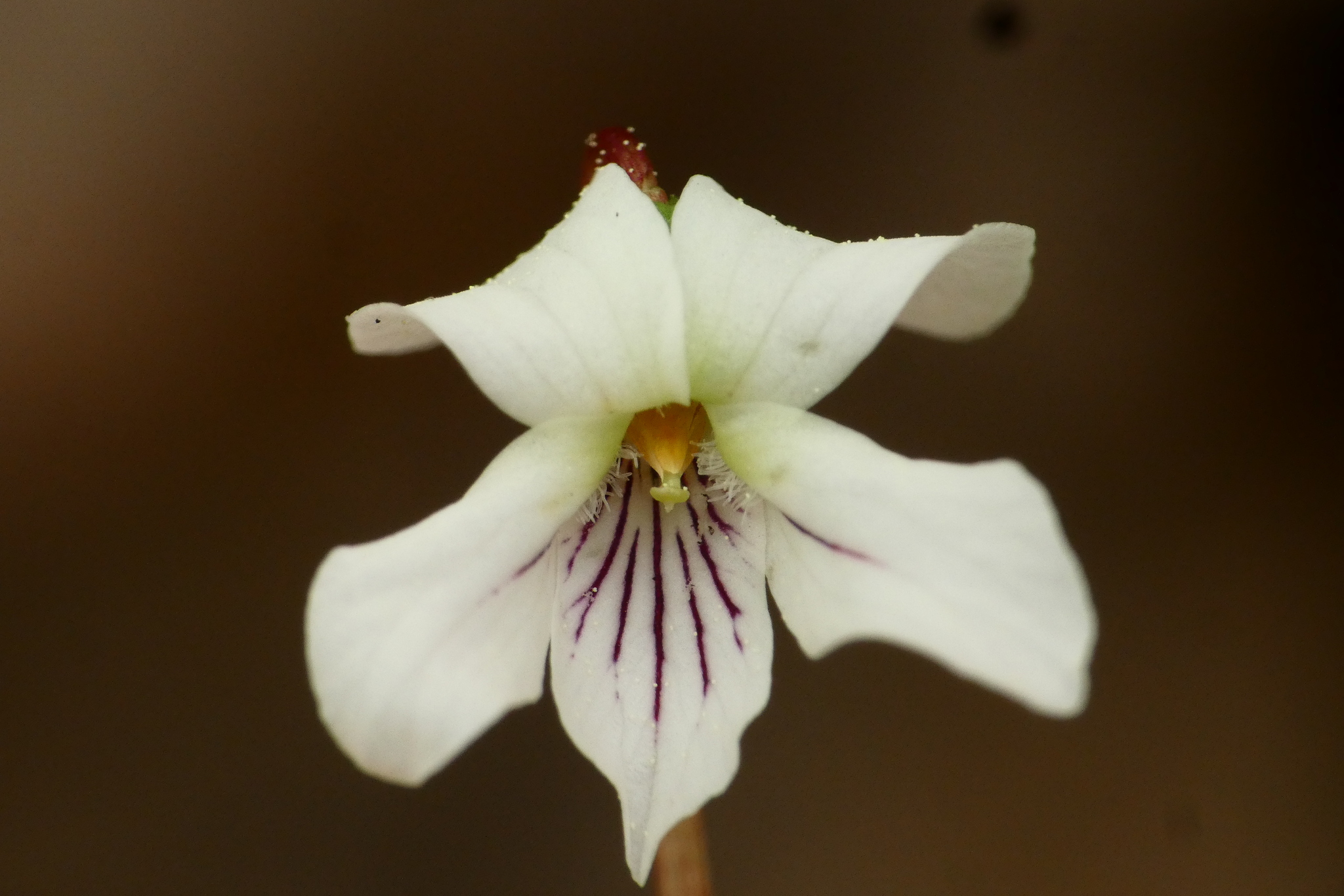 Viola primulifolia