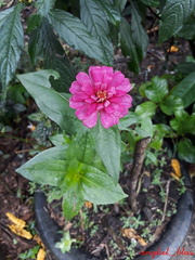 Zinnia elegans