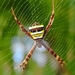 Signature Spiders - Photo (c) jediyam, some rights reserved (CC BY-NC)
