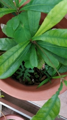 Synsepalum dulcificum