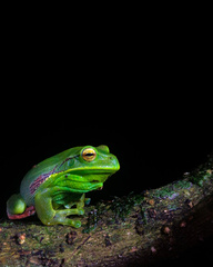 White-Lined Treefrog photo 2