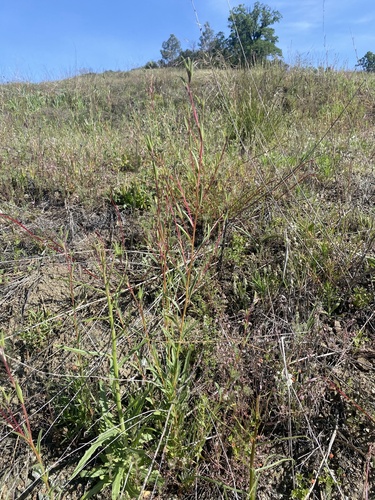 Winecup clarkia foliage