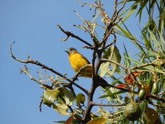 Ramphocelus flammigerus