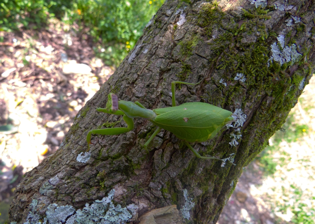 Hondurantemna