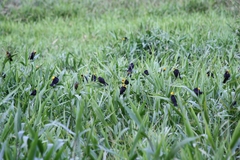 Chrysomus icterocephalus