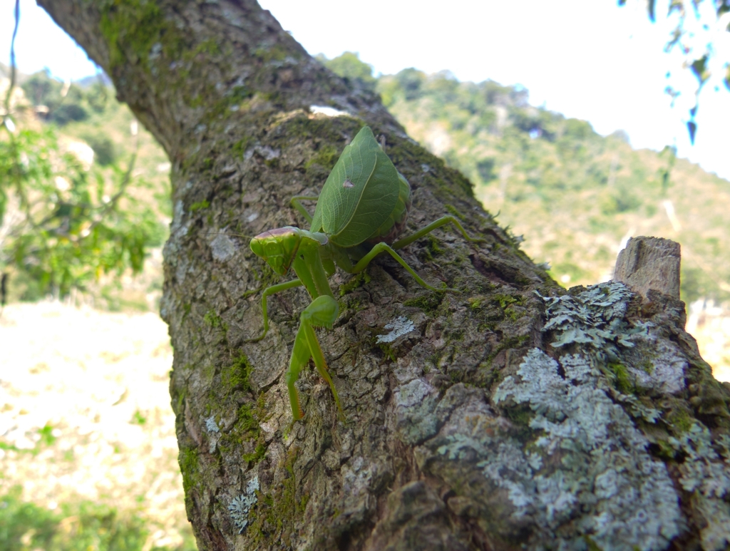 Hondurantemna chespiritoi