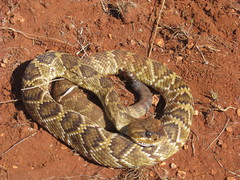 Crotalus molossus oaxacus