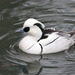 Smew - Photo (c) Greg Lasley, some rights reserved (CC BY-NC), uploaded by Greg Lasley