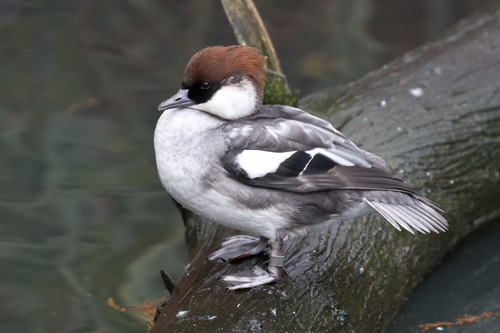 Smew