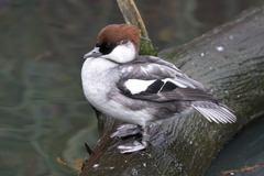 Smew photo 2