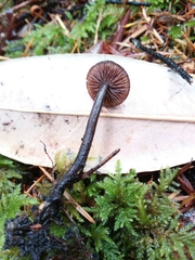 Gymnopus fuscopurpureus