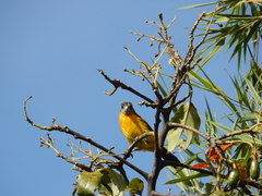 Ramphocelus flammigerus