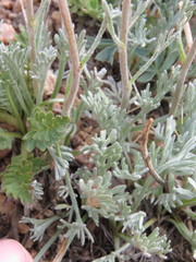 Artemisia scopulorum