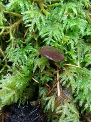 Gymnopus fuscopurpureus