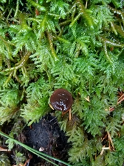 Gymnopus fuscopurpureus