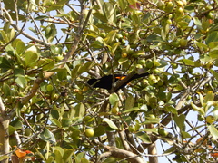 Ramphocelus flammigerus